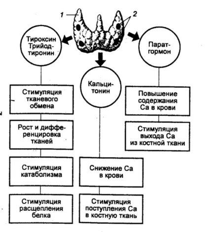 Hormonális szabályozás funkciók (hormonális) Hormonális szabályozás funkciók
