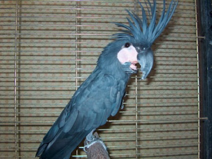 Talking Parrot kakadu