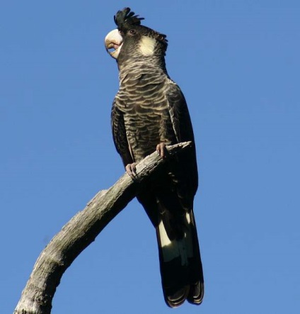 Talking Parrot kakadu