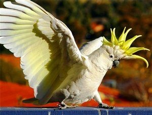 Talking Parrot kakadu - funkciók és képességek