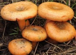 Gomba gomba - hasznos tulajdonságok (gomba) Gomba gomba - hasznos tulajdonságai