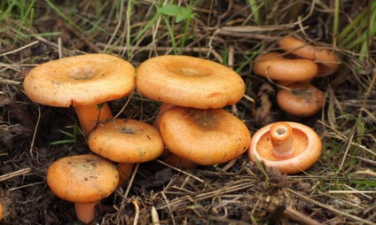 Gomba gomba hasznos tulajdonságai, kalorikus