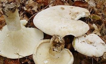 Gomba skripun kulináris tulajdonságok, a leírás, forgalmazás (skripun) Gomba skripun kulináris tulajdonságok, leírást, forgalmazás