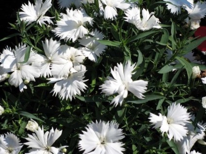 Dianthus chinensis és kert ( „török” szegfű fajták) Dianthus chinensis és kert