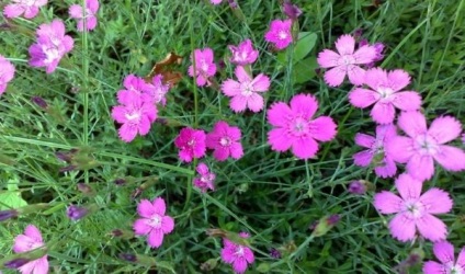 Dianthus chinensis és kert (rózsaszín) Dianthus chinensis és kert