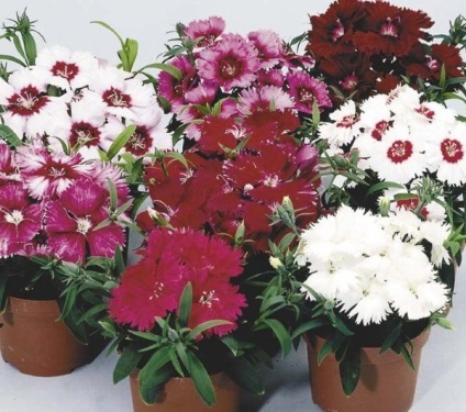 Dianthus chinensis és Garden (kínai) Dianthus chinensis és kert