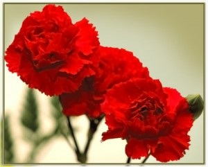 Carnation, szobanövények - fotó és videó