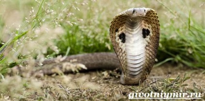 indiai kobra