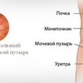 Adagolhatok a húgyhólyag férfiak és nők, az előnyök és hátrányok a módszer (nők) Becseppentése férfiaknál a húgyhólyag és a nők, az előnyök és hátrányok a módszer