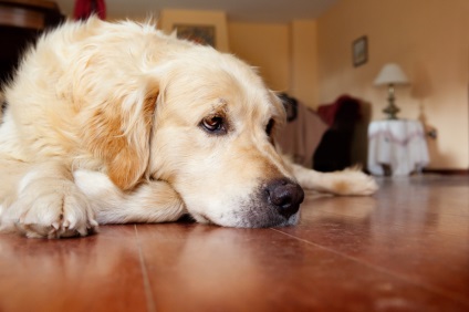 Érdekesség A nap fő bűnös a rák emberben nevű Dog - Techno bigmir) net