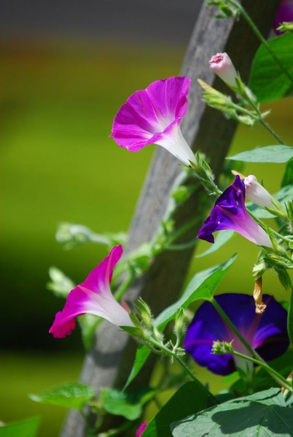 Morning Glory ültetés, szaporítás és gondoskodik az összes trükköt (a Morning Glory szereti) Morning Glory ültetés, szaporítás és gondoskodik az összes trükköt