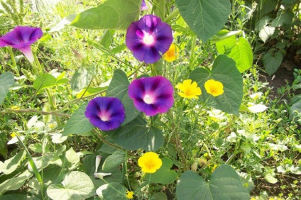 Morning Glory ültetés, szaporítás és gondoskodik az összes trükköt (a Morning Glory szereti) Morning Glory ültetés, szaporítás és gondoskodik az összes trükköt