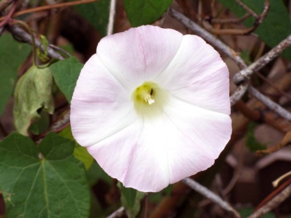 Morning Glory ültetés, szaporítás és gondoskodik az összes trükköt (Morning Glory) Morning Glory ültetés, szaporítás és gondoskodik az összes trükköt