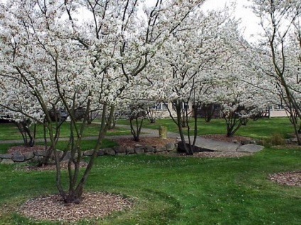 Amelanchier canadensis ültetés és gondozás, leírás, a faj (leírás) Amelanchier canadensis ültetés és gondozás, leírás, faj