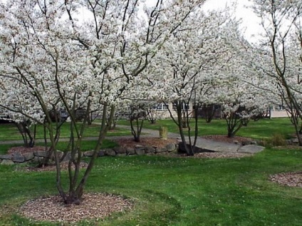 Amelanchier canadensis ültetés és gondozás, leírás, faj