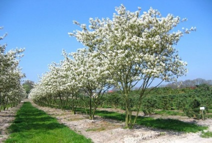 Amelanchier canadensis ültetés és gondozás, leírás, faj