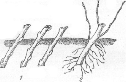Amelanchier canadensis ültetés és gondozás, leírás, faj