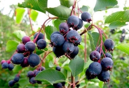 Amelanchier canadensis ültetés és gondozás, leírás, faj