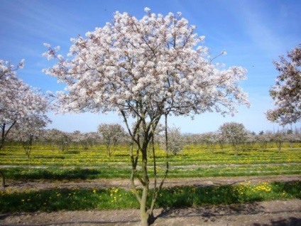 Amelanchier canadensis ültetés és gondozás, leírás, faj