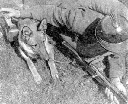 A történelem a használata a kutyák a katonai ügyek