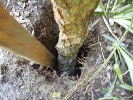 Feltaláló az ország - hogyan lehet a magas gerincek az ország természetes fából (ntrygarden)