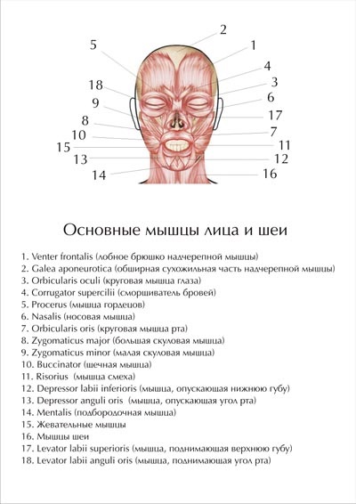 A tanulmány az arcizmok (arckifejezés, rágás, nyakizmok)