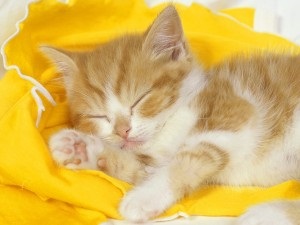 Mert amit a macska alszik az ágyon, lányszövetség