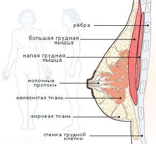 Kaie ételek növelik a mell a nők (nők) Kaie ételek növelik a mell a nők