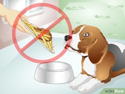 Hogyan kell kezelni a puffadás kutyáknál