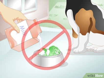Hogyan kell kezelni a puffadás kutyáknál