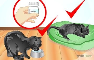 Як давати кішкам рідкі ліки