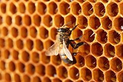 Otthon tárolni mézet lépek