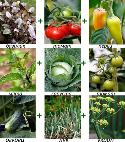 Milyen zöldségeket lehet ültetni közelében