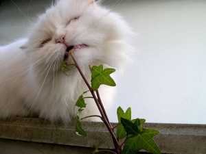 Milyen növények veszélyesek a macskák