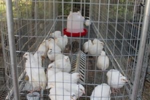 Mi legyen a csirke ketrecek, és hogyan lehet őket magad (önállóan) Mi legyen a csirke ketrecek, és hogyan lehet őket magad