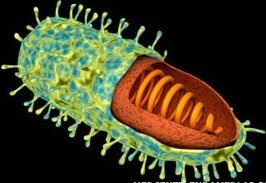 Hogyan lehet megszabadulni a vírusos agyvelőgyulladás (encephalitis) Hogyan lehet megszabadulni a vírusos agyvelőgyulladás