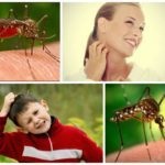 Hogyan lehet gyorsan megszabadulni a szúnyogok a lakásban