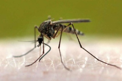 Hogyan lehet gyorsan megszabadulni a szúnyogok a lakásban