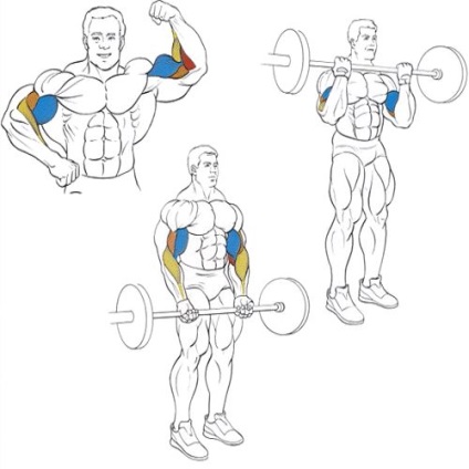 Hogyan kell építeni a bicepsz súlyok