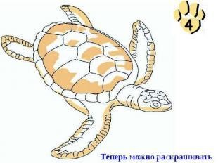 Hogyan kell felhívni a tengeri teknős, szakaszosan (teknős) Hogyan kell felhívni a tengeri teknős, fokozatosan