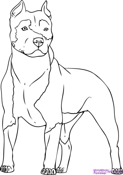 Hogyan kell felhívni a kutya pitbull ceruza szakaszaiban
