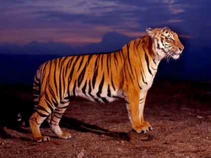 Hogyan kell felhívni a tigris az arcon (tigris) Hogyan kell felhívni a tigris arca