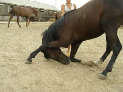 Hogyan kell tanítani egy lovat, hogy csinál egy íj - helyszínen a lovak
