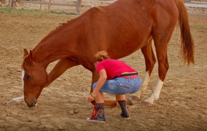 Hogyan kell tanítani egy ló, hogy meghajoljon csukló