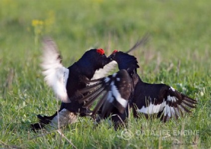 Hogyan érzékeli Tetraonidae áram (nyírfajd) Hogyan érzékeli a jelenlegi nyírfajd