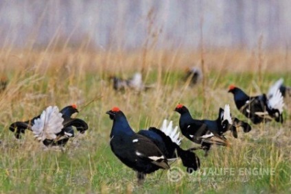 Hogyan érzékeli Tetraonidae áram (időszak) Hogyan érzékeli a jelenlegi nyírfajd