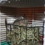 Mit válasszak széna csincsillák (Chinchilla) Mit válasszak széna csincsillák