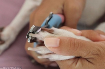 Як зупинити кров у собаки з нігтя принципи