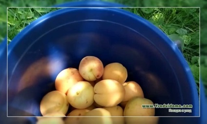 Mi sárgabarack növekszik a kő - a személyes tapasztalat, a helyszínen a kertben, ház és a szobanövények