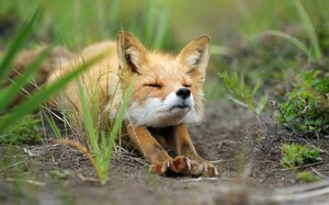 Який звук може видавати лисиця, коли вона живе в дикій природі і в домашніх умовах, висловлюючи свої
